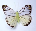 207768 Veren vlinder geel